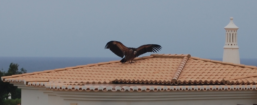 vulture2.JPG