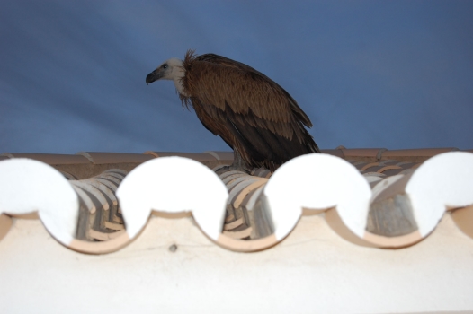 vulture3.JPG