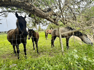 We saw more horses than birds on the bird walk!