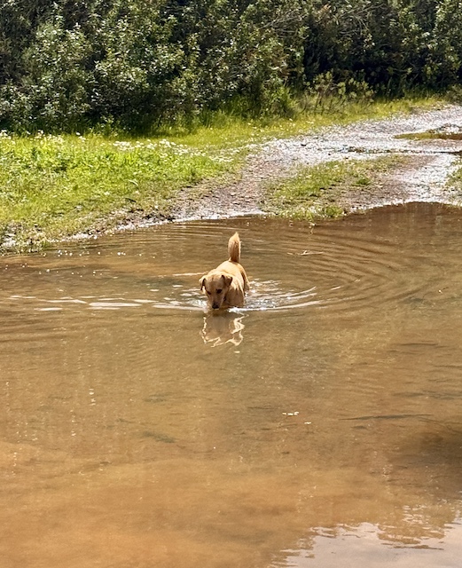 And some puddles...