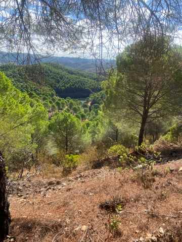 pine trees and baragems.jpg
