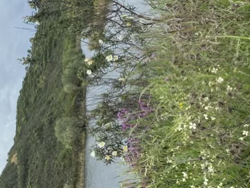 IMG_1995-compressed-compressed.jpeg