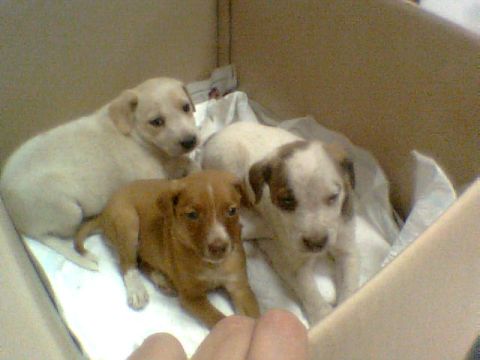 pups.JPG